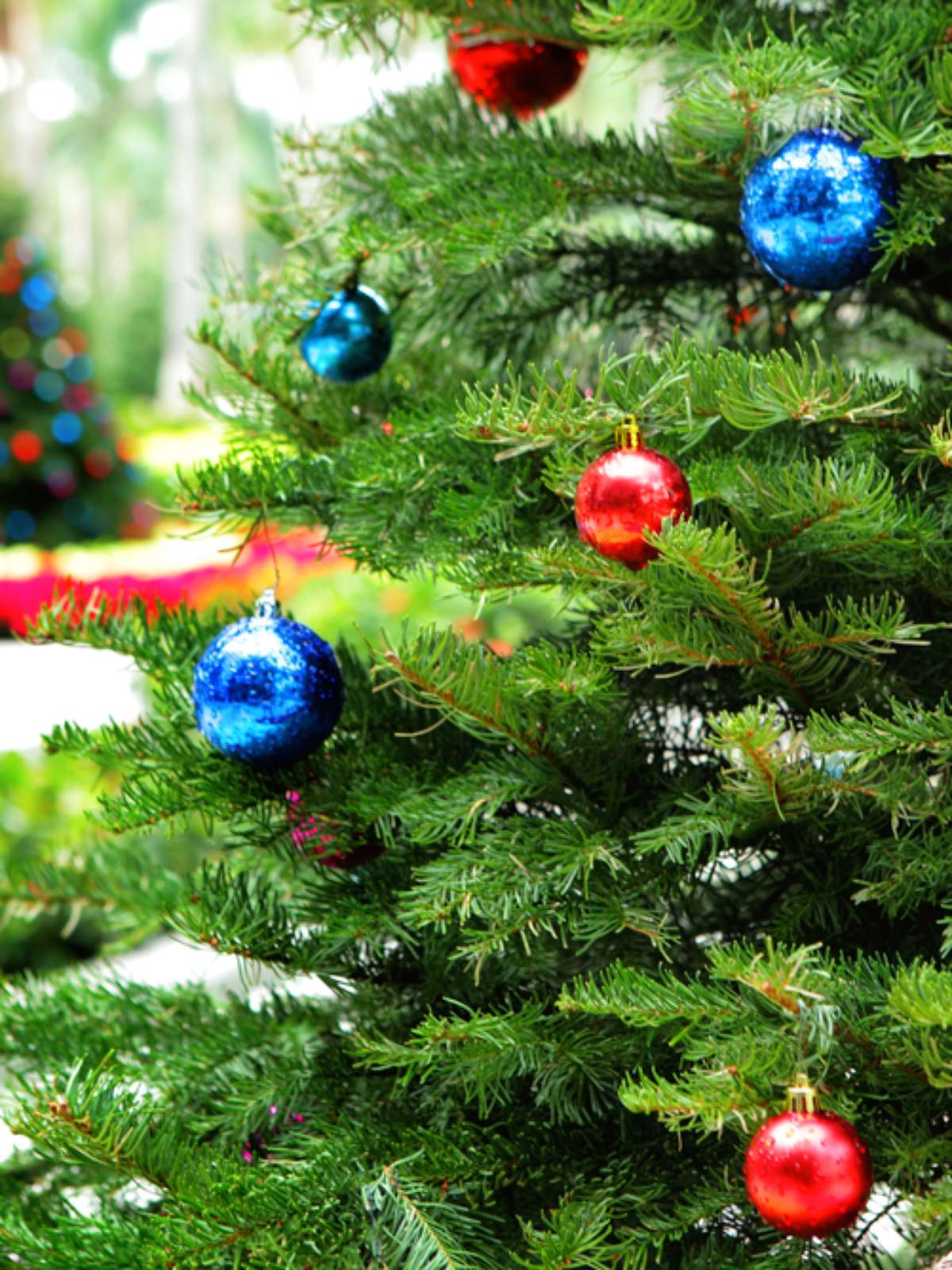 manutenção pinheiro de natal em vaso