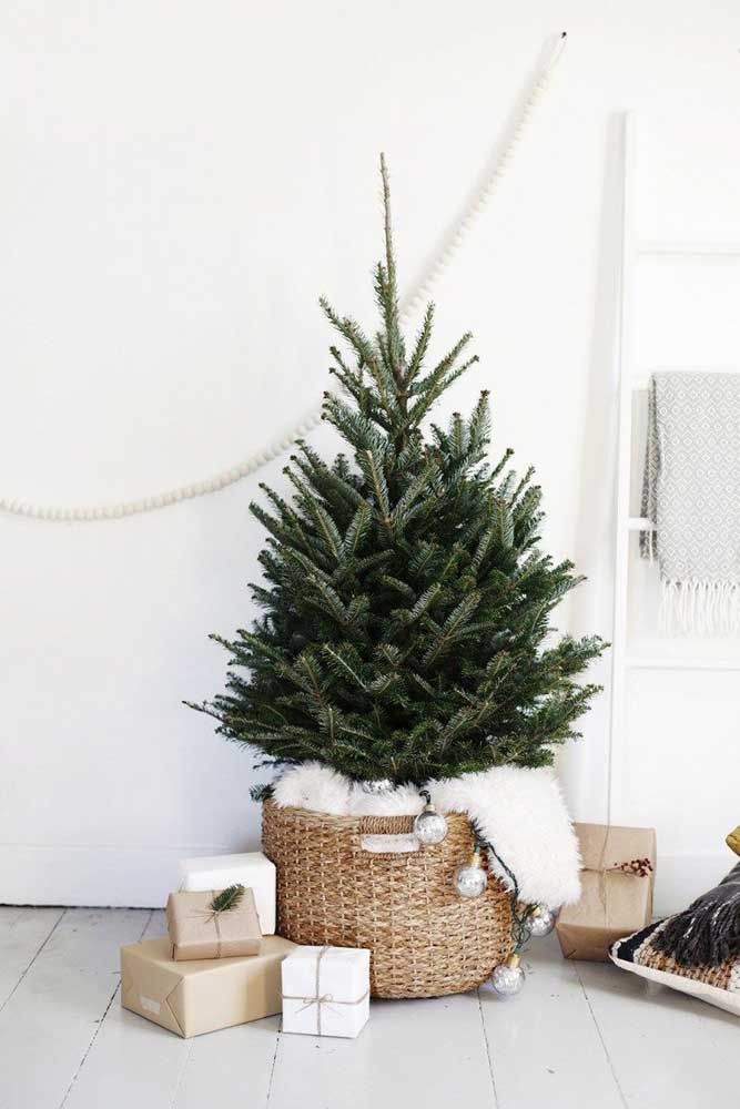 pinheiro de natal natural tradicional