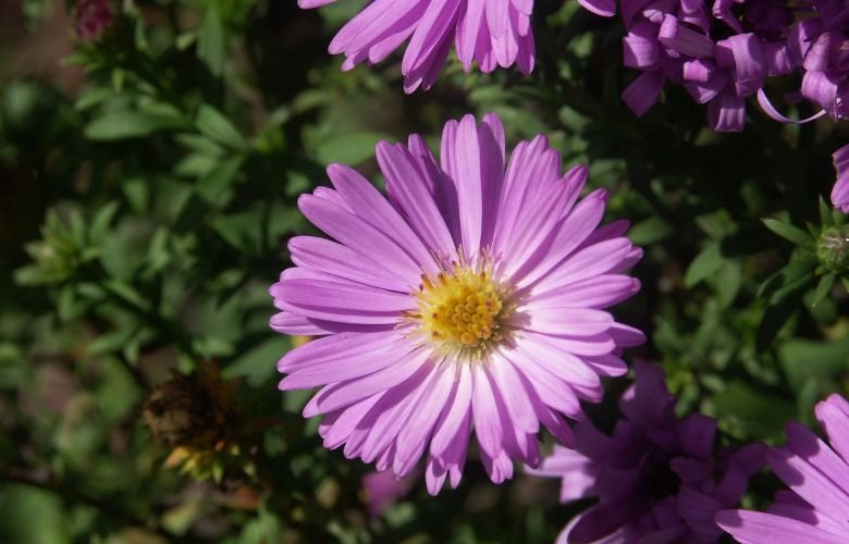flor do signo de virgem