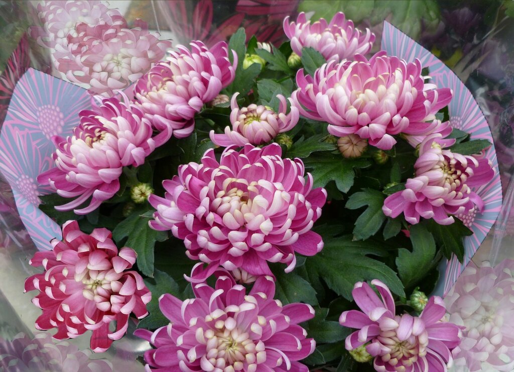 aster significado