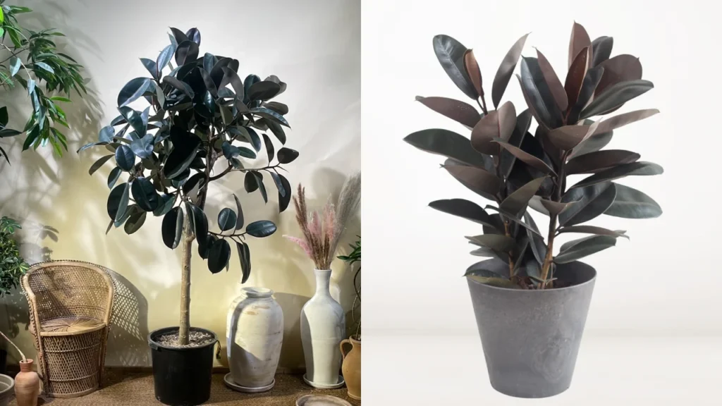 Ficus elastica Ruby vs Burgundy