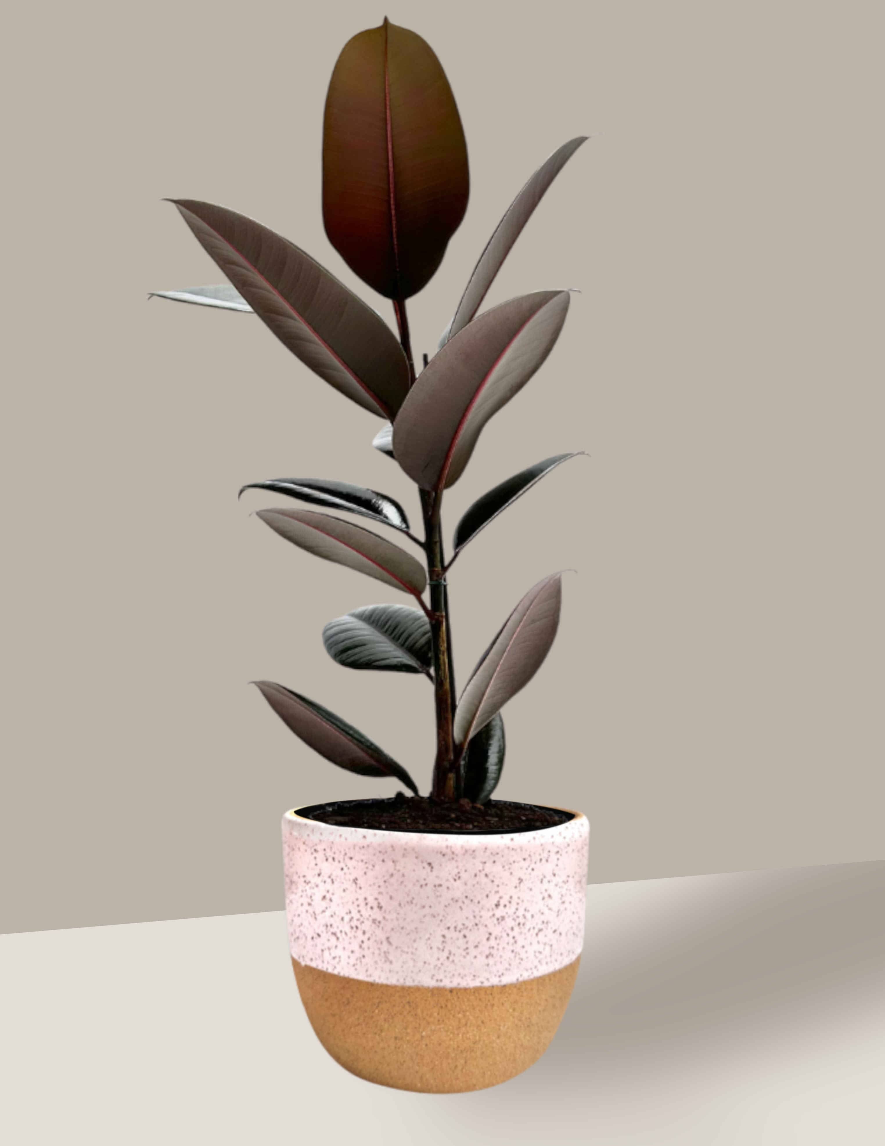 diferença ficus rosa e bordô