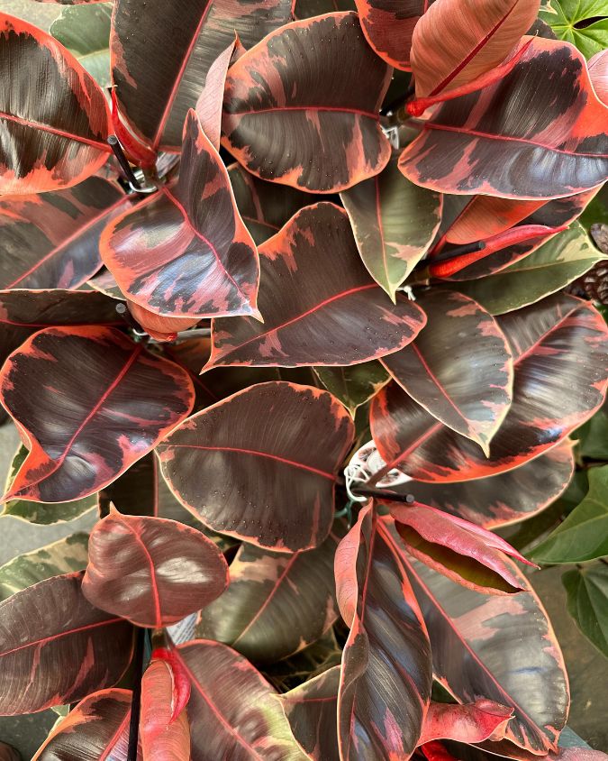 ficus elastica rosa cuidados