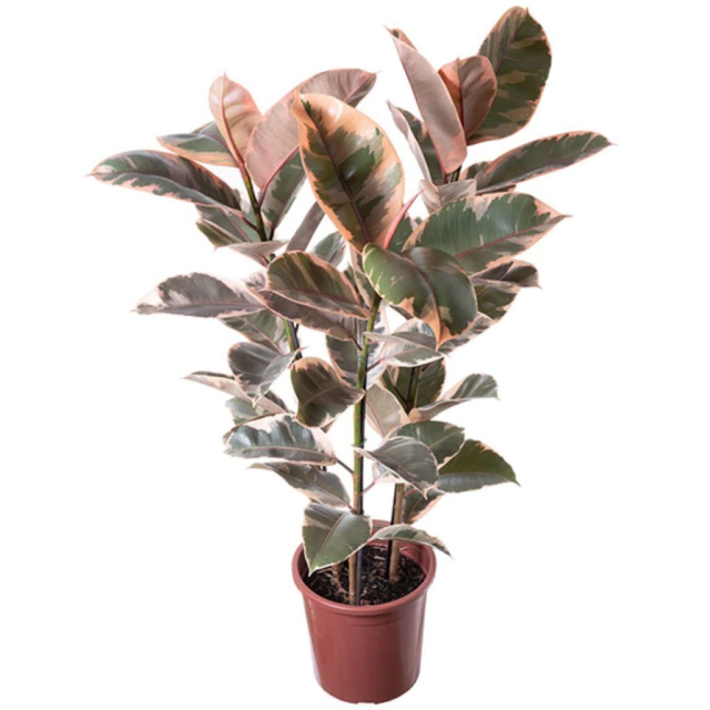 ficus elastica variegata