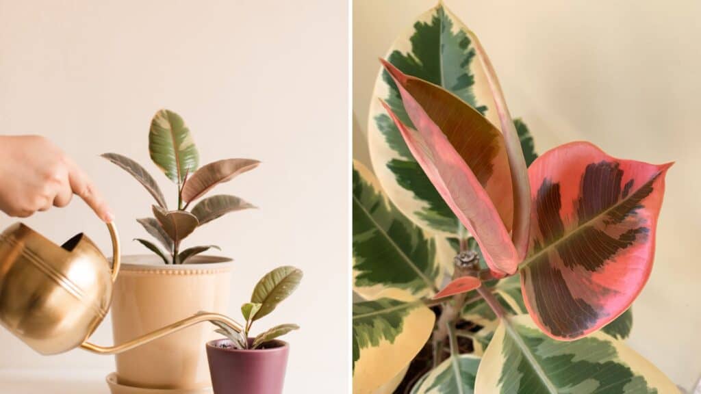 ficus elastica ruby pouca luz