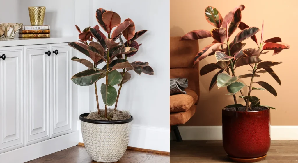 como cuidar da seringueira rosa dentro de casa
