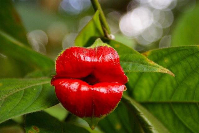 Impatiens