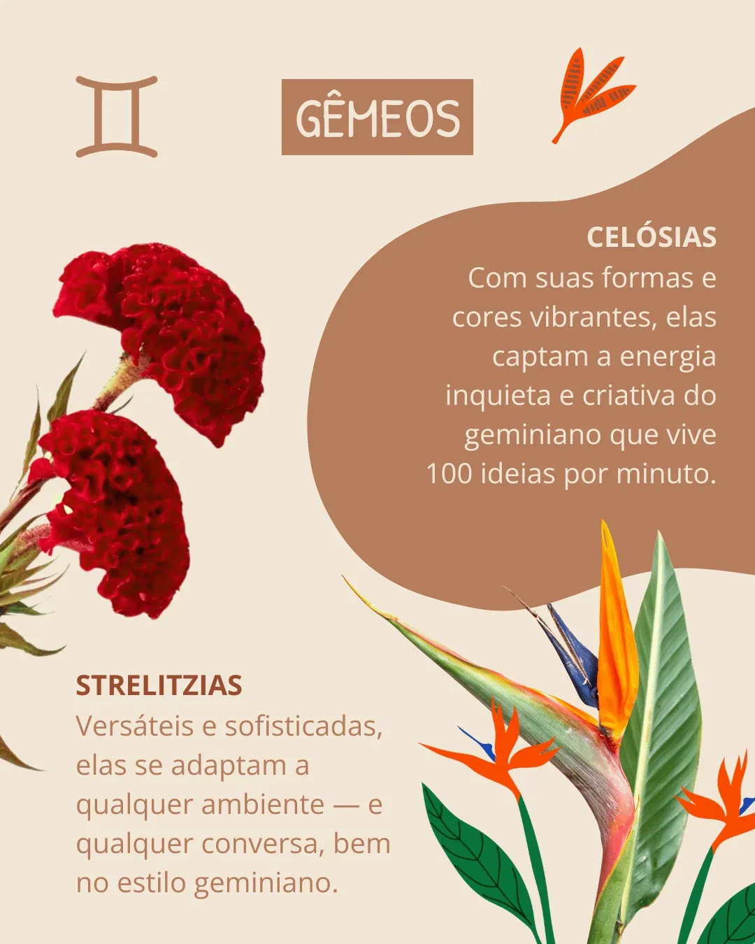 significado da flor de gêmeos