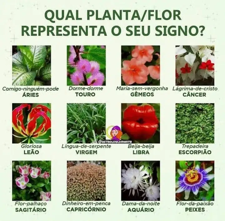 qual a flor do signo de gêmeos