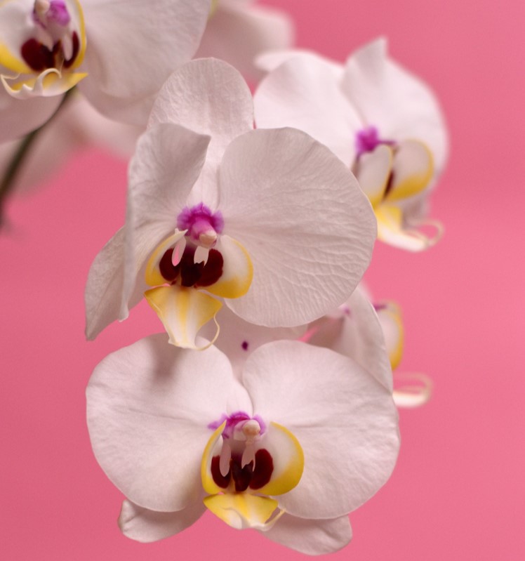 signo de virgem flor