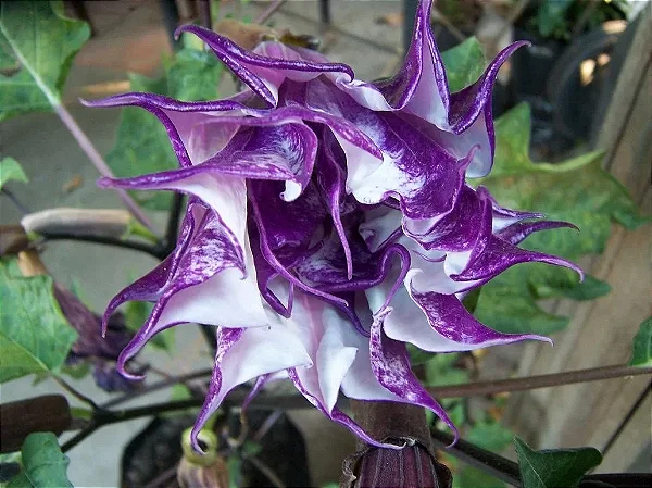 saia roxa