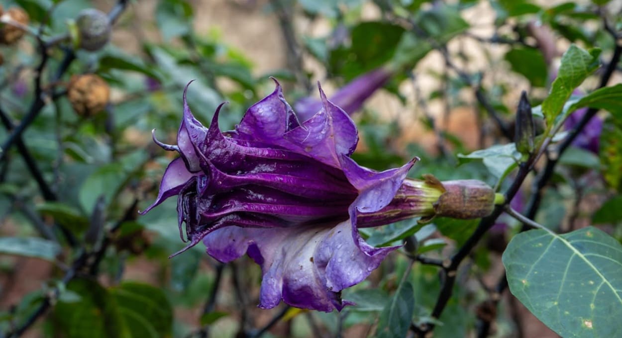 Datura metel