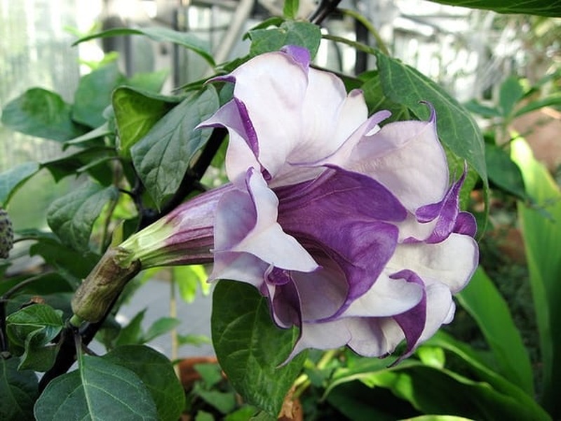 saia roxa