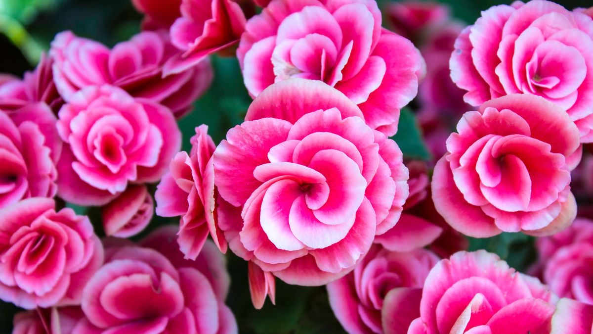 plantas companheiras para roseiras