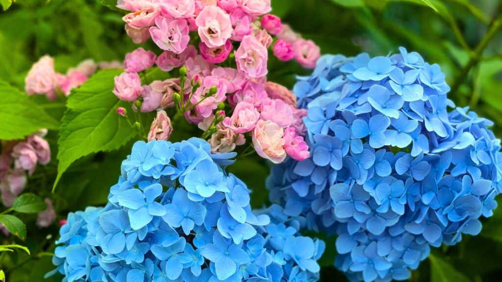 como combinar rosas com outras flores no jardim