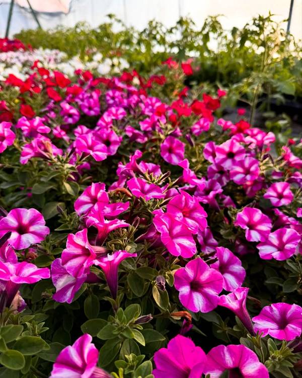 jardim com rosas e lavanda