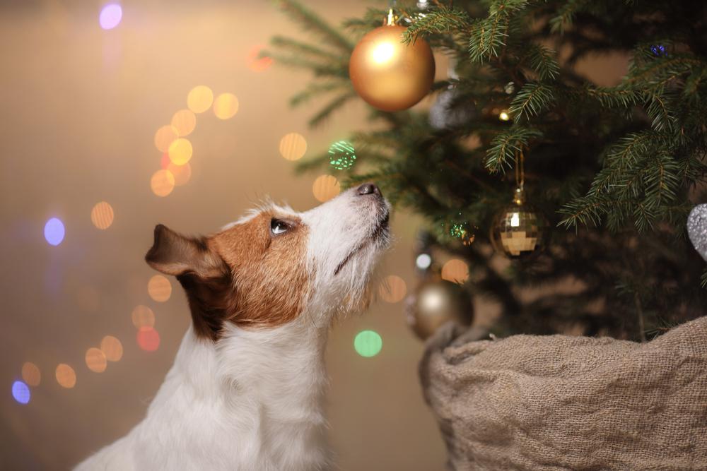 cuidados com decoração de natal