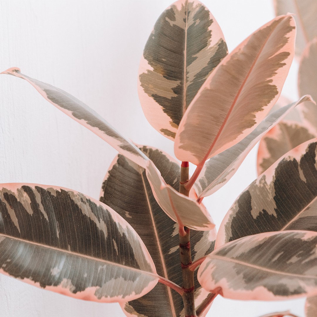 cuidados com ficus rosa