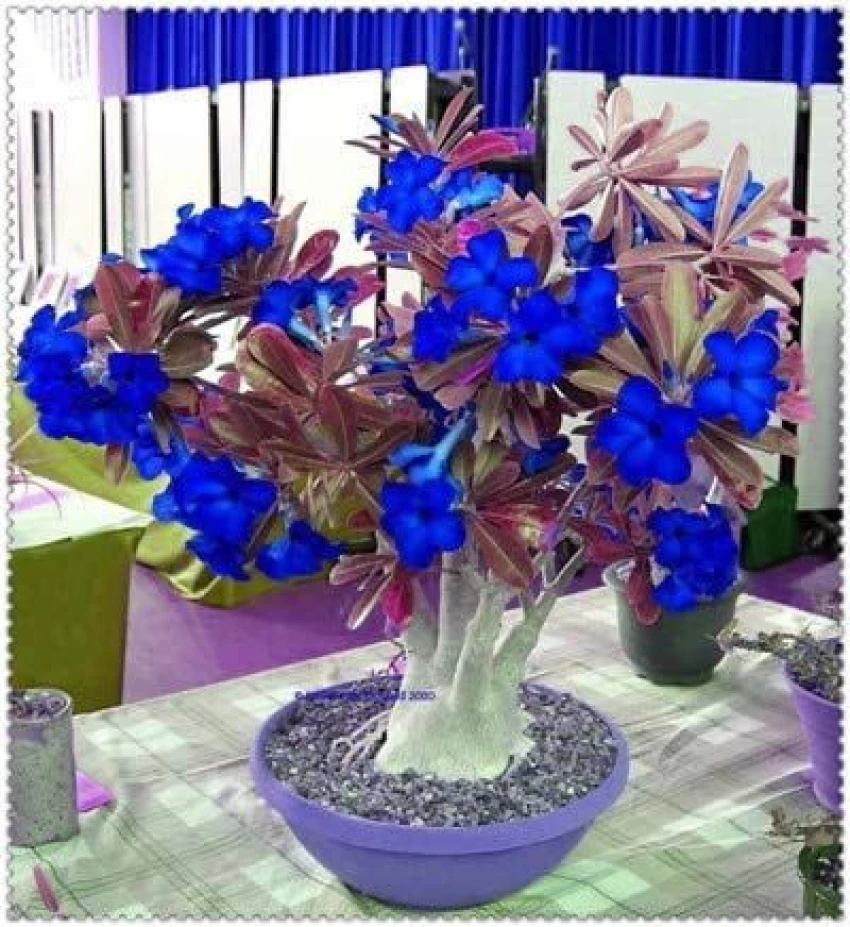 rosa azul verdadeira