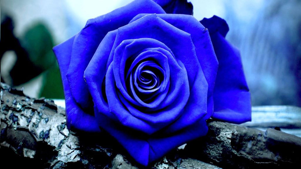 engenharia genética rosas