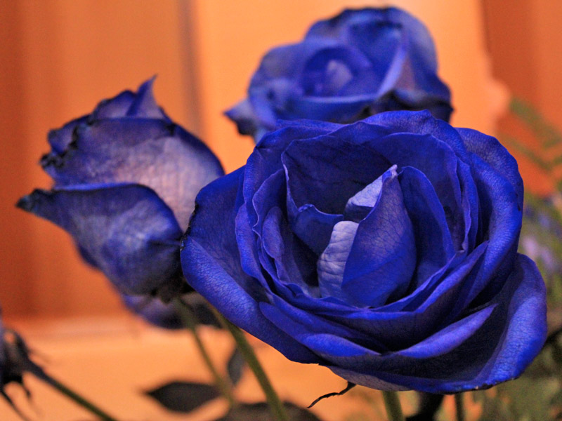 como tingir rosas de azul