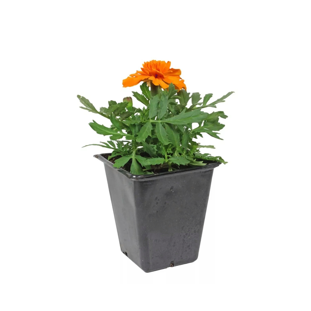 cravo flor