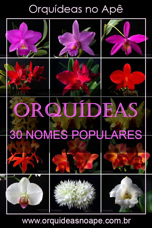 espécies de orquídeas