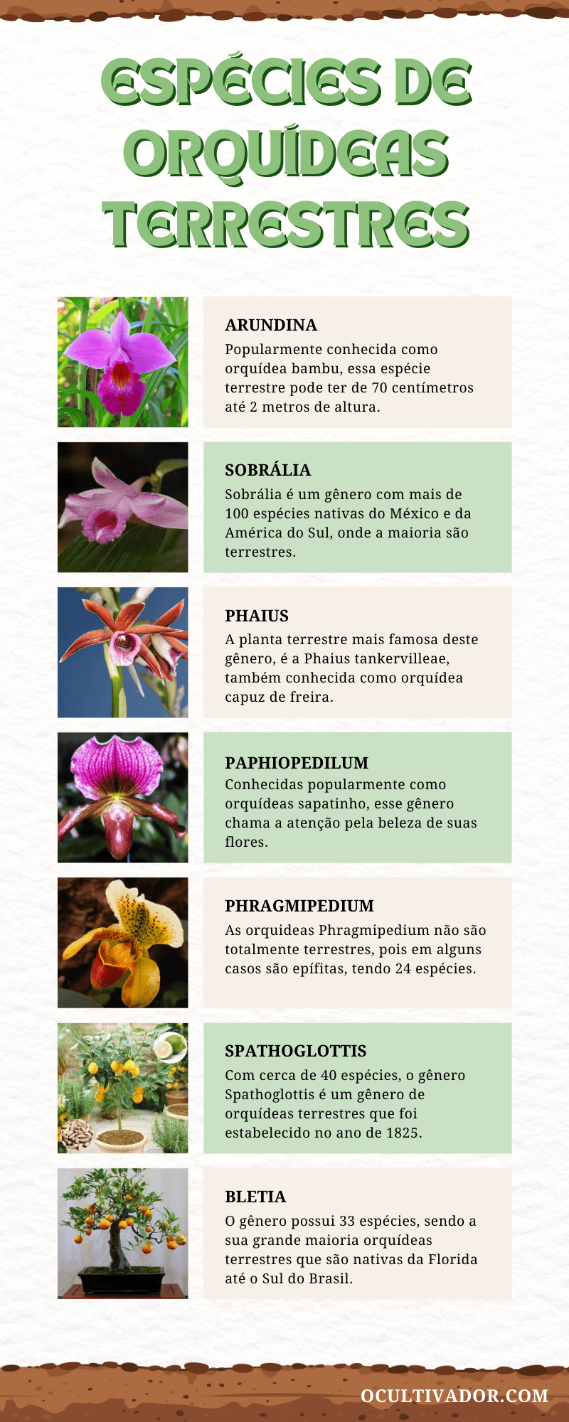 orquídeas nativas do Brasil