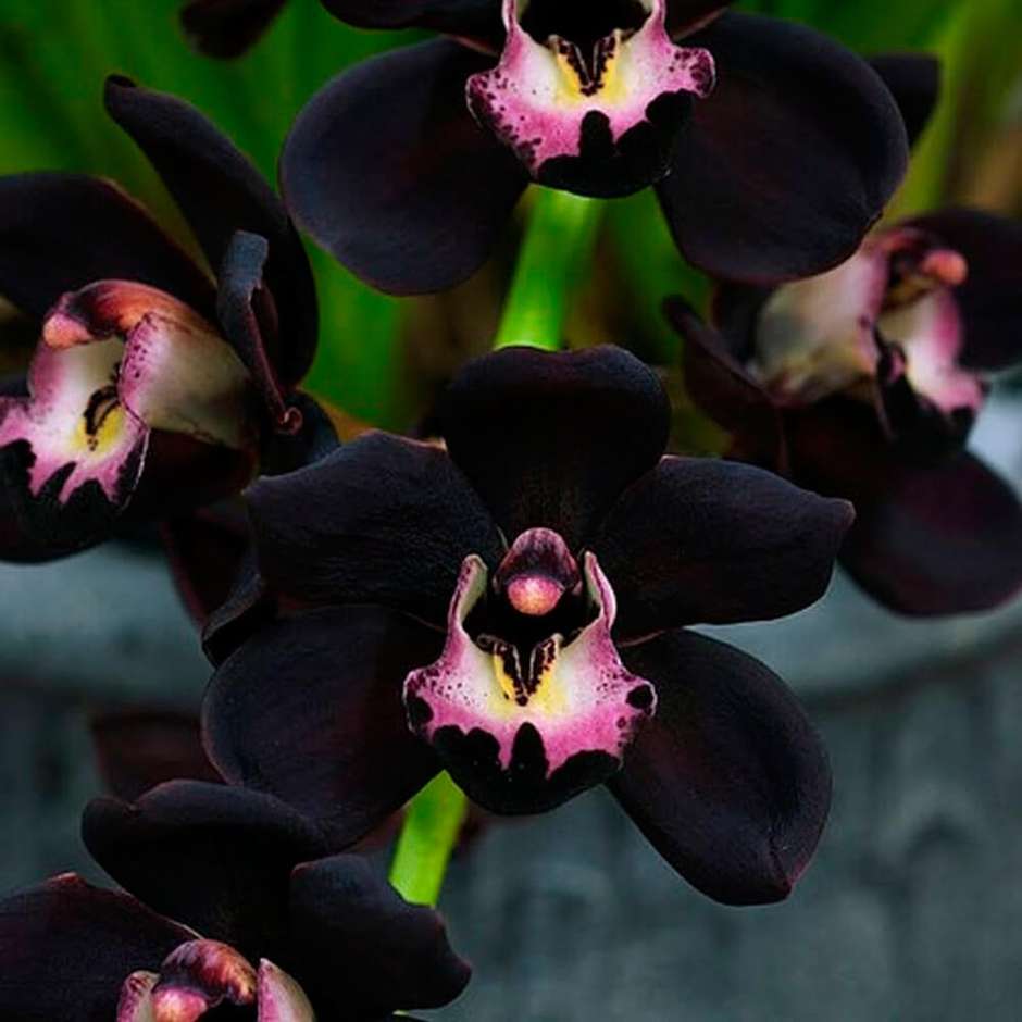 orquídeas para ambiente interno