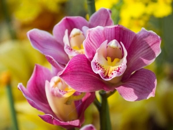 orquídeas para jardim externo