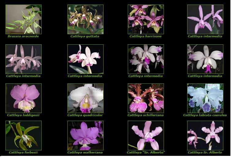 tipos de orquídeas