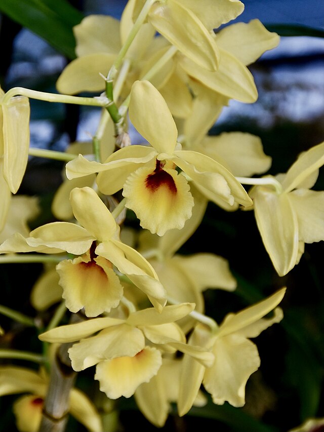 orquídeas populares