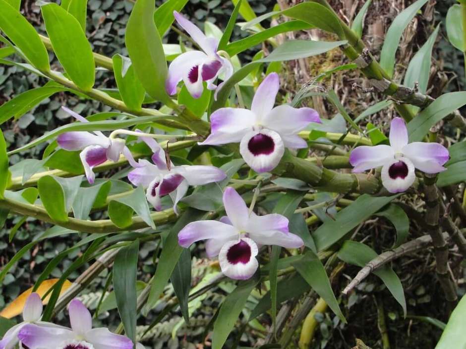 orquídeas fáceis de cuidar