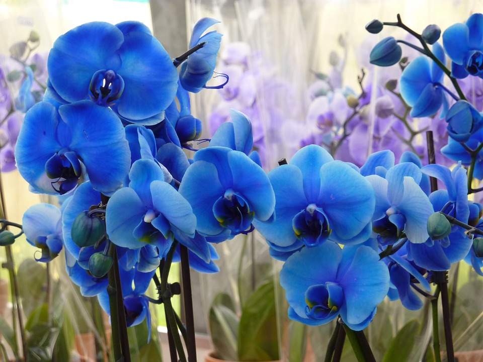 nomes científicos de orquídeas