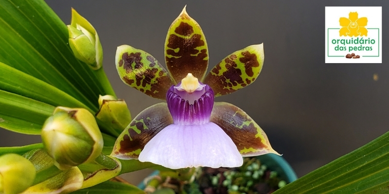 nomes populares de orquídeas