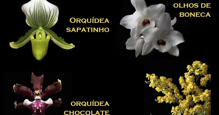 orquídeas populares