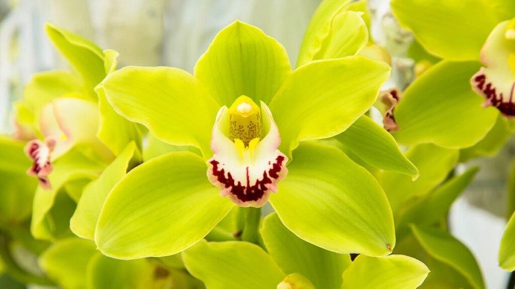 orquídeas exóticas