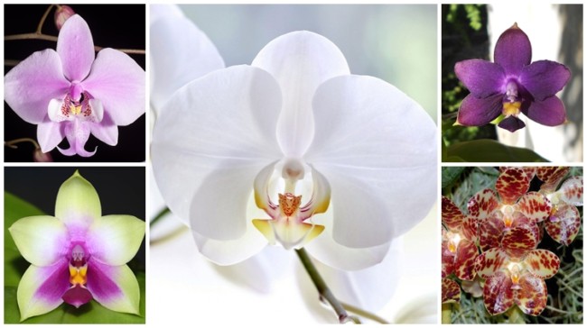 como escolher orquídea