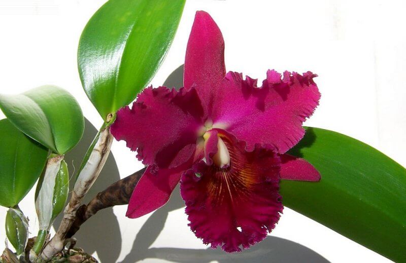 cultivo de orquídeas