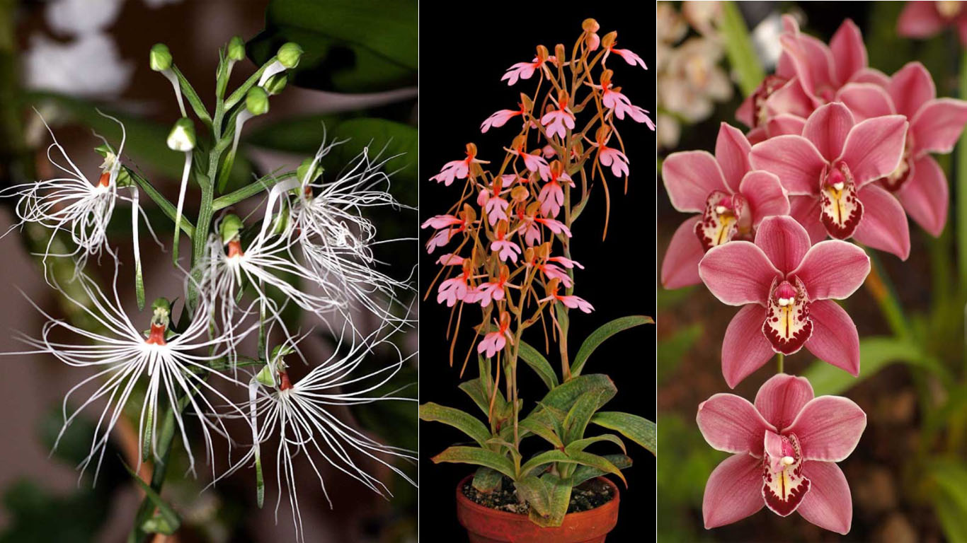 orquídeas fáceis de cuidar