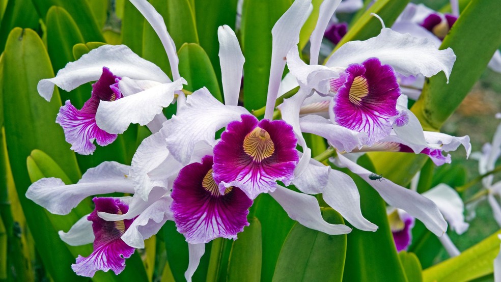 nomes científicos de orquídeas