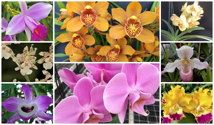 nomes populares de orquídeas