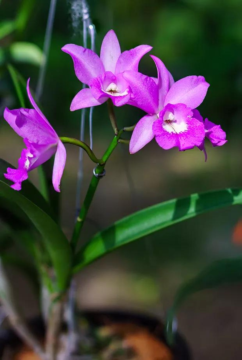 orquídeas para iniciantes