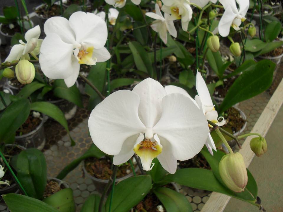 orquídeas exóticas