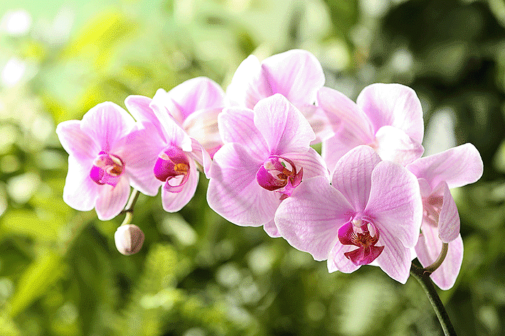 como escolher orquídea