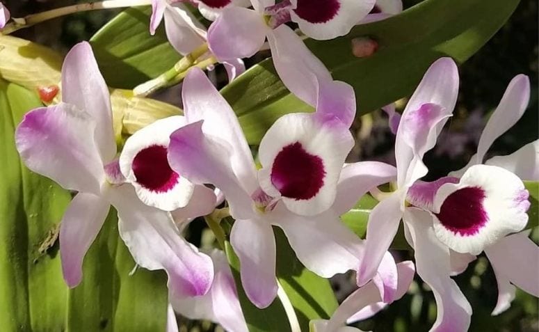 cultivo de orquídeas