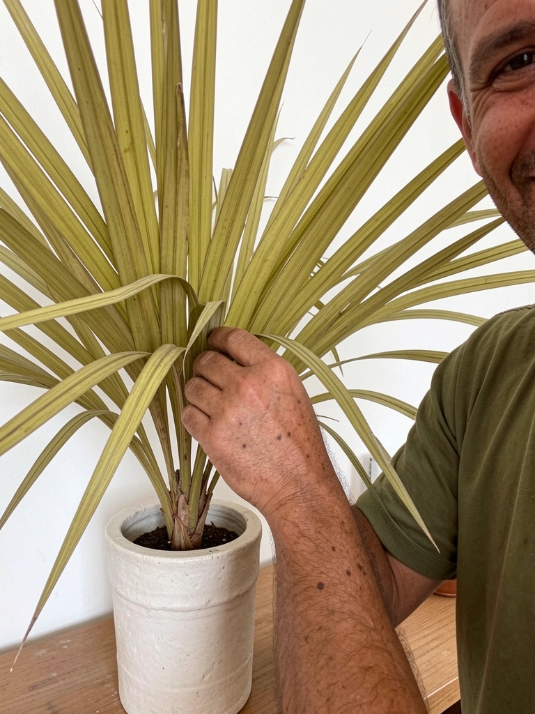 Palmeira ráfia em vaso de cerâmica artesanal, com folhas verdes e textura natural