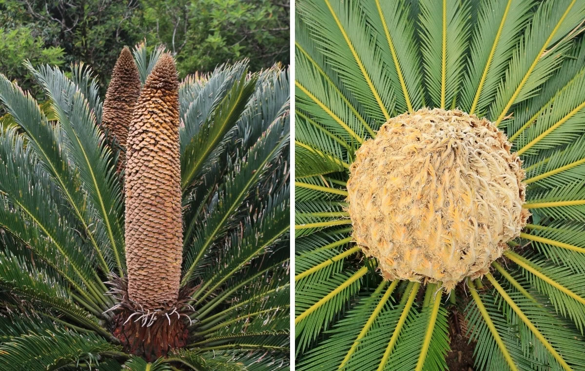 cica revoluta