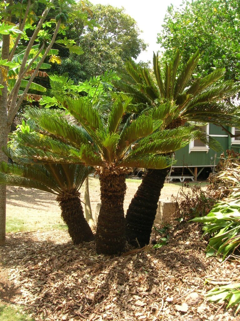 sagu de jardim