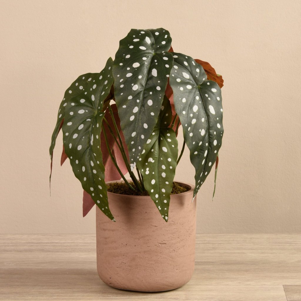 planta com folhas pintadas naturalmente